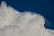 Pileus